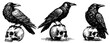 © Malgo - raven sits on a human skull, vector decorative black ink sketch