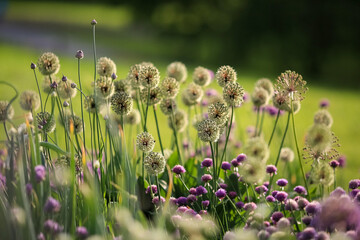 Canvas Print - Blooming plant Allium