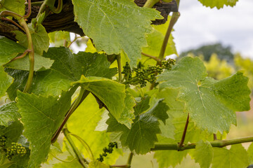 Wall Mural - Grapes developing on a vine in a Sussex vineyard, in early summer