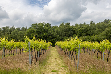 Wall Mural - Looking along rows of vines in a vineyard in Sussex, with new leaves on the vines