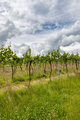 Wall Mural - Rows of vines growing in a Sussex vineyard, on a sunny summer's day