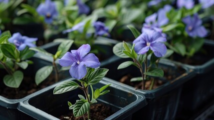 Sticker - Vinca or periwinkle flowers grown in dark polybag containers