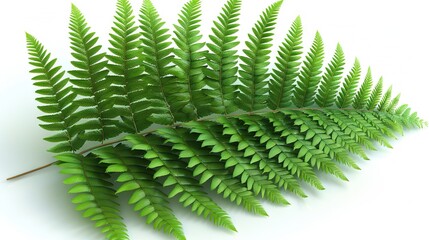 Wall Mural -   A close-up of a green plant against a white background