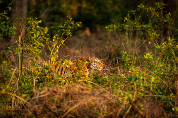 Wall Mural - wild male bengal tiger or panthera tigris hiding in grass and stalking his prey in golden hour winter evening light at grassland of dhikala jim corbett national park forest reserve uttarakhand india