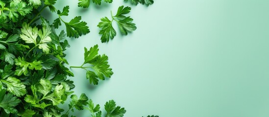 Poster - Green leaves of parsley isolated on pastel background, top view. Copy space image. Place for adding text and design