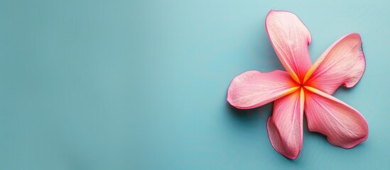 Wall Mural - Tropical flower isolated on pastel background  Flower. Copy space image. Place for adding text and design