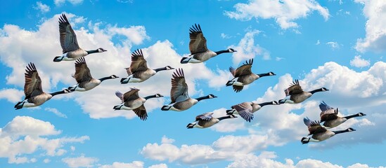 A flock of Canadian geese flying in the sky. Copy space image. Place for adding text or design