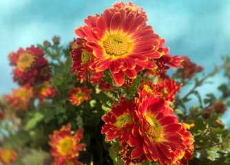 Canvas Print - Romantic bouquet of autumn flowers and rustic garden plants.