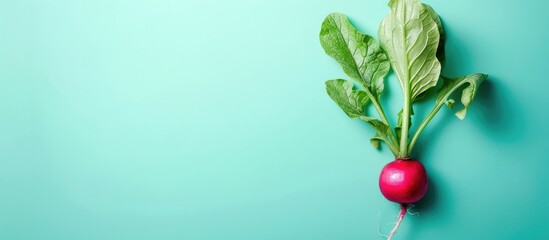 Wall Mural - radish isolated on pastel background radish icicle. copy space image. place for adding text and desi