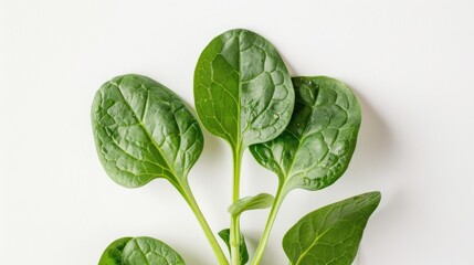Wall Mural - Young Spinach s Fresh Green Leaves Against a White Background