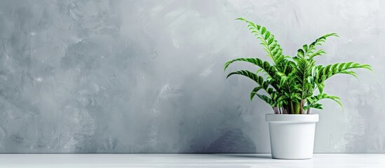 Wall Mural - green house plant hamedorea. trend home plants, scandinavian style in the interior. copy space.