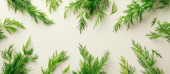 Canvas Print - dill greens on a light and isolated on pastel background. Copy space image. Place for adding text and design