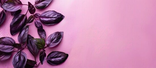 Wall Mural - Red basil isolated on a pastel background Basil  Purple. Copy space image. Place for adding text and design