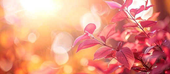 Sticker - Blur background of tree with sun flare in light sweet pink red leaves, valentines love seasonal greeting celebration. Copy space image. Place for adding text or design