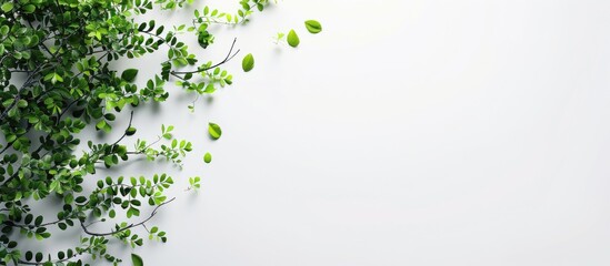 Wall Mural - blooming tree silhouette made of green leaves on white background. creative natur concept. aesthetic