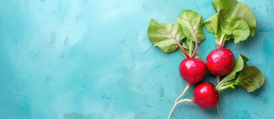 Wall Mural - radish isolated on pastel background radish icicle. copy space image. place for adding text and desi