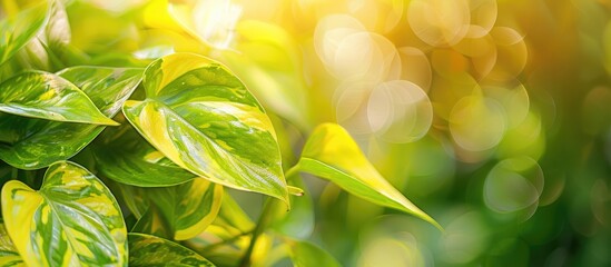 Wall Mural - close up of pothos plant in the garden. copy space image. place for adding text and design