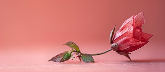 Wall Mural - roselle flower isolated on pastel background. flower. copy space image. place for adding text and de
