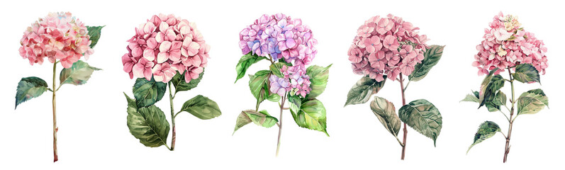 Wall Mural - Watercolor hydrangea set isolated on transparent background.