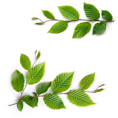 Wall Mural - Green leaves on a beech branch isolated on white background.