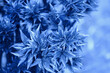 © vvvita - Young shoots and leaves of peonies flowers in spring. Nature background. Blue color toning