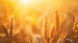 © Suleyman - Golden ears of wheat sway in a field under the warm glow of sunrise or sunset.