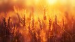 © Suleyman - Golden ears of wheat sway in a field under the warm glow of sunrise or sunset.