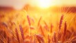 © Suleyman - Golden ears of wheat sway in a field under the warm glow of sunrise or sunset.