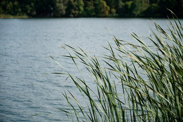 Reeds at lake shore