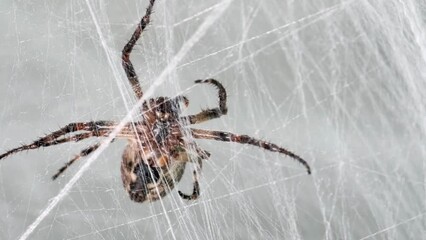 Close up, crawling gray cross spider building his web outdoors, Larinioides ixobolu. 