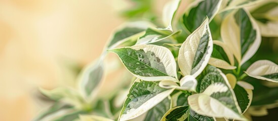 Aufkleber - The variegated cultivar Variegata. Gardening, plants for landscape design pastel background. with copy space image. Place for adding text or design