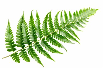 essence of nature with intricate fern leaves in close-up...