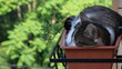 © ReMa - Gattino dolce che dorme nella fioriera.