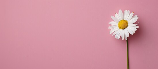 Wall Mural - Beautiful chamomile daisy flower on neutral pink background. Minimalist floral concept with copy space. Creative still life summer, spring background. Copy space image. Place for adding text or design