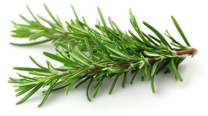 Fresh rosemary sprig on white background, close-up. Culinary herb and cooking ingredient concept.