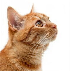 Wall Mural - Front side close up of orange cat with a playful face expression, isolated white background.