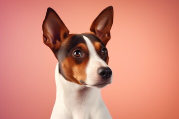 Wall Mural - Portrait of a cute basenji dog isolated on pastel or soft colors background