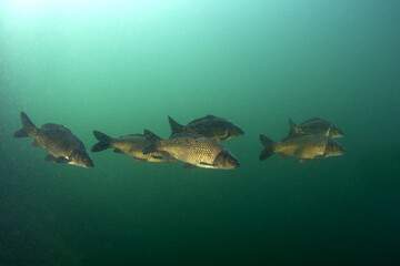 Poster - Group of common carps are swimming in the shoal. Carps in the lake. Common fish in Europe. 