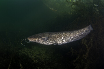 Poster - Wels catfish is near the bank. Wels during dive. European fish in fresh water. Huge fish with wide mouth and long barbel. 