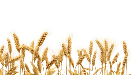 Wall Mural - wheat field isolated on transparent background cutout