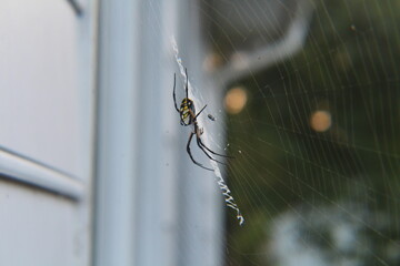 October Writing Spider