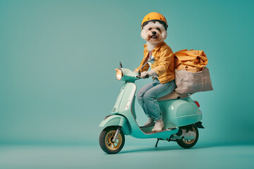 Wall Mural - Cute dog posing in delivery man on motorcycle on color background.
