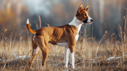 Basenji canine strolling in a field during the spring season