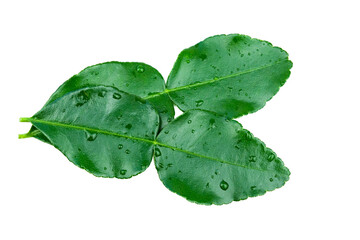 Wall Mural - bergamot leaves isolated on white background with transparent.