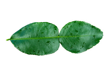 Wall Mural - bergamot leaves isolated on white background with transparent.