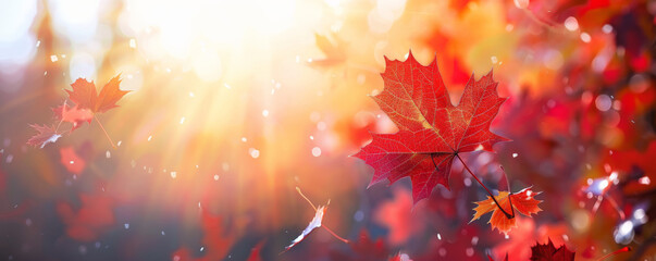 Wall Mural - Canada Day background with a serene view of a Canadian forest, with maple leaves gently falling.