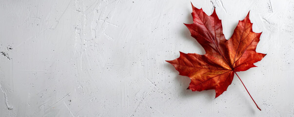 Wall Mural - Canada Day background with an elegant, minimalistic design featuring a single, large maple leaf on a white background.