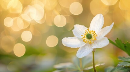 Wall Mural - Macro photograph of white wood anemone flower with bokeh background