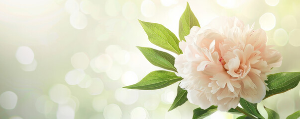 Wall Mural - Mother's Day background with a simple, elegant design featuring a single peony and soft green leaves.