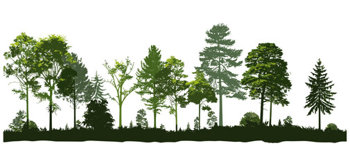 Wall Mural - Vector illustration of forest silhouette trees, isolated view of every tree. Evergreen forest side, green shadow seamless for architecture and landscape design drawing border. woodland, nature landsca